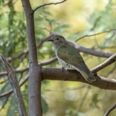 Chrysococcyx lucidus at Paddys River, ACT - 22 Jan 2022