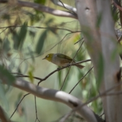 Zosterops lateralis (Silvereye) at Paddys River, ACT - 22 Jan 2022 by trevsci