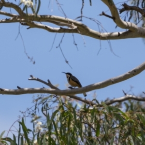 Acanthorhynchus tenuirostris at Paddys River, ACT - 22 Jan 2022