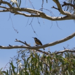 Acanthorhynchus tenuirostris (Eastern Spinebill) at Paddys River, ACT - 22 Jan 2022 by trevsci