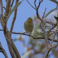 Pardalotus striatus (Striated Pardalote) at Bullen Range - 22 Jan 2022 by trevsci