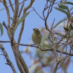 Pardalotus striatus at Paddys River, ACT - 22 Jan 2022 11:48 AM