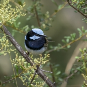 Malurus cyaneus at Paddys River, ACT - 22 Jan 2022