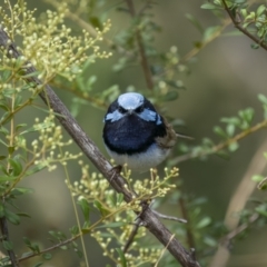 Malurus cyaneus at Paddys River, ACT - 22 Jan 2022