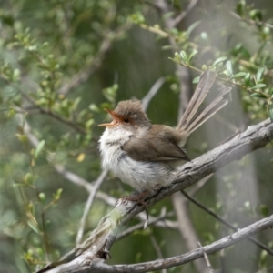 Malurus cyaneus at Paddys River, ACT - 22 Jan 2022