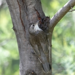 Cormobates leucophaea (White-throated Treecreeper) at Paddys River, ACT - 22 Jan 2022 by trevsci