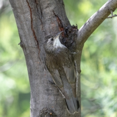 Cormobates leucophaea (White-throated Treecreeper) at Paddys River, ACT - 22 Jan 2022 by trevsci