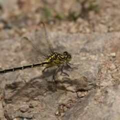 Austrogomphus guerini (Yellow-striped Hunter) at Paddys River, ACT - 22 Jan 2022 by trevsci