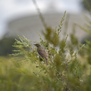 Caligavis chrysops at Paddys River, ACT - 22 Jan 2022