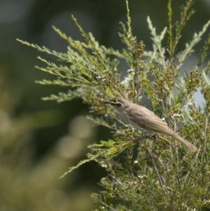 Caligavis chrysops at Paddys River, ACT - 22 Jan 2022