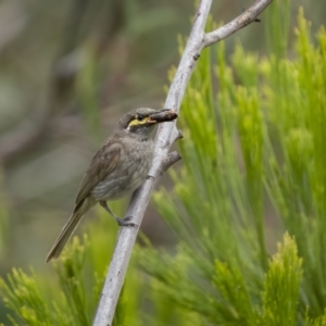 Caligavis chrysops at Paddys River, ACT - 22 Jan 2022