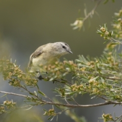 Acanthiza chrysorrhoa (Yellow-rumped Thornbill) at Paddys River, ACT - 22 Jan 2022 by trevsci