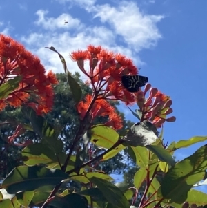 Comocrus behri at Tathra, NSW - 27 Jan 2022