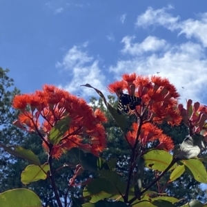 Comocrus behri at Tathra, NSW - 27 Jan 2022