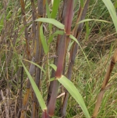 Arundo donax (Spanish Reed, Giant Reed) at Evatt, ACT - 23 Jan 2022 by pinnaCLE