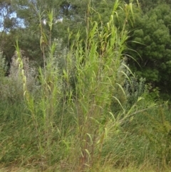 Arundo donax at Evatt, ACT - 23 Jan 2022