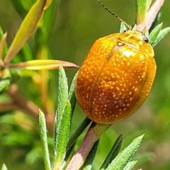 Paropsisterna cloelia (Eucalyptus variegated beetle) at Piney Ridge - 27 Jan 2022 by trevorpreston