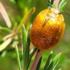 Paropsisterna cloelia at Stromlo, ACT - 27 Jan 2022