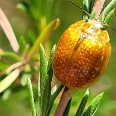 Paropsisterna cloelia at Stromlo, ACT - 27 Jan 2022