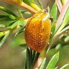 Paropsisterna cloelia at Stromlo, ACT - 27 Jan 2022