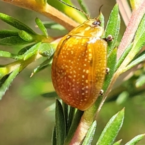 Paropsisterna cloelia at Stromlo, ACT - 27 Jan 2022