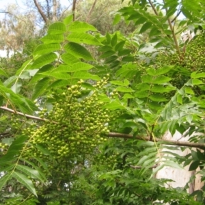 Pistacia chinensis at Evatt, ACT - 23 Jan 2022