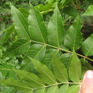 Pistacia chinensis at Evatt, ACT - 23 Jan 2022