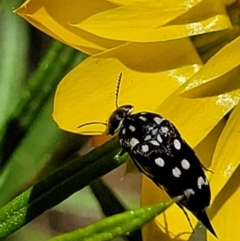 Mordella dumbrelli (Dumbrell's Pintail Beetle) at Molonglo Valley, ACT - 27 Jan 2022 by trevorpreston