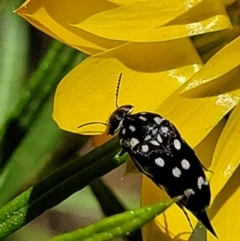 Mordella dumbrelli (Dumbrell's Pintail Beetle) at Molonglo Valley, ACT - 27 Jan 2022 by tpreston