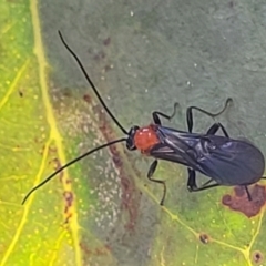 Braconidae (family) (Unidentified braconid wasp) at Block 402 - 27 Jan 2022 by trevorpreston