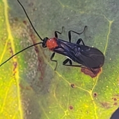 Braconidae (family) at Molonglo Valley, ACT - 27 Jan 2022 04:39 PM