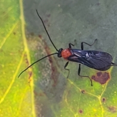 Braconidae (family) at Molonglo Valley, ACT - 27 Jan 2022 04:39 PM