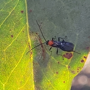 Braconidae (family) at Molonglo Valley, ACT - 27 Jan 2022 04:39 PM