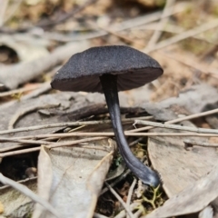 Unidentified Cap on a stem; gills below cap [mushrooms or mushroom-like] at Jerrawangala, NSW - 20 Jan 2022 by RobG1