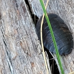 Laxta sp. (genus) (Bark cockroach) at Block 402 - 27 Jan 2022 by trevorpreston