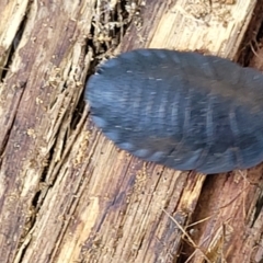 Laxta sp. (genus) at Molonglo Valley, ACT - 27 Jan 2022