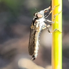 Cerdistus sp. (genus) (Yellow Slender Robber Fly) at Piney Ridge - 27 Jan 2022 by tpreston
