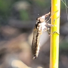 Cerdistus sp. (genus) at Molonglo Valley, ACT - 27 Jan 2022