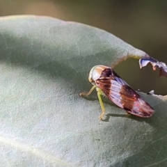 Rosopaella cuprea (A leafhopper) at Block 402 - 27 Jan 2022 by trevorpreston