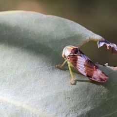 Rosopaella cuprea (A leafhopper) at Piney Ridge - 27 Jan 2022 by tpreston