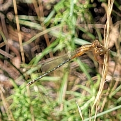 Xanthagrion erythroneurum (Red & Blue Damsel) at Block 402 - 27 Jan 2022 by trevorpreston