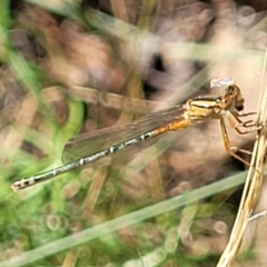 Xanthagrion erythroneurum at Molonglo Valley, ACT - 27 Jan 2022 04:22 PM