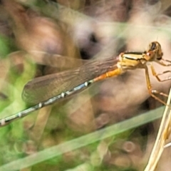 Xanthagrion erythroneurum at Molonglo Valley, ACT - 27 Jan 2022