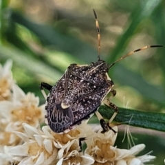 Oncocoris sp. (genus) (A stink bug) at Molonglo Valley, ACT - 27 Jan 2022 by trevorpreston