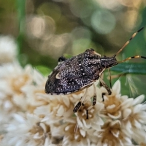 Oncocoris sp. (genus) at Molonglo Valley, ACT - 27 Jan 2022