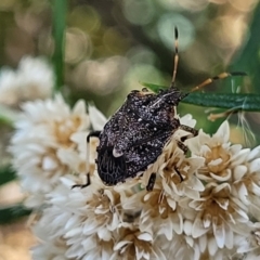 Oncocoris sp. (genus) at Molonglo Valley, ACT - 27 Jan 2022