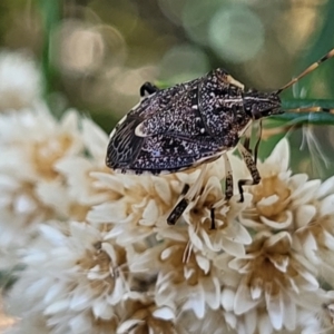 Oncocoris sp. (genus) at Molonglo Valley, ACT - 27 Jan 2022