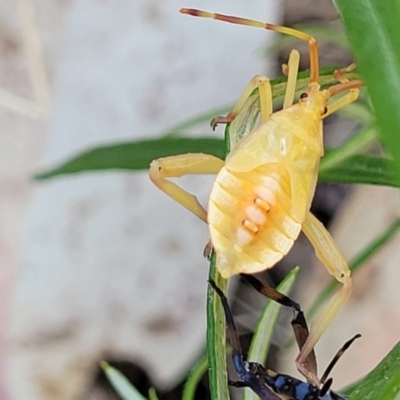 Amorbus sp. (genus) (Eucalyptus Tip bug) at Piney Ridge - 27 Jan 2022 by tpreston