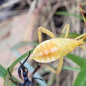 Amorbus sp. (genus) at Molonglo Valley, ACT - 27 Jan 2022