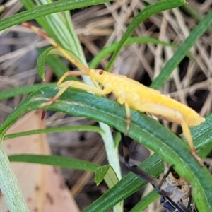 Amorbus sp. (genus) at Molonglo Valley, ACT - 27 Jan 2022